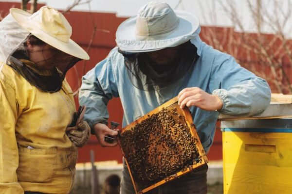 kate middleton beekeeping hobby